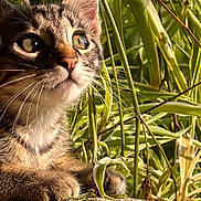 Simba participe au concours pour gagner de l'argent avec cette photo : animal, cat, close_up, curious, cute, daylight, fur, greenery, kitten, nature, outdoor, paw, pet, plants, portrait, relaxed, sunlight, tabby, whiskers, young
