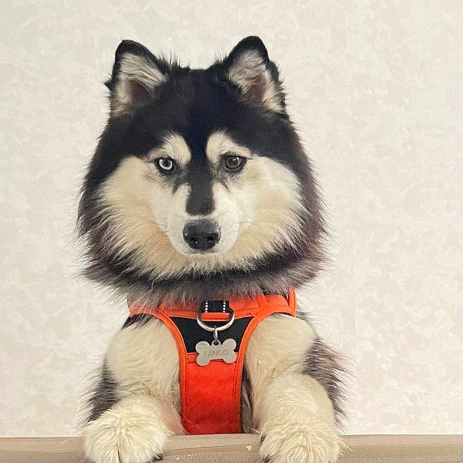 Tango a rejoint le concours — aidez-le/la à gagner de superbes lots ! animal, canine, dog, dogbed, eskimodog, husky, pet, puppy, racket, snout, sport, tennis, tennisracket, toy, whitedog