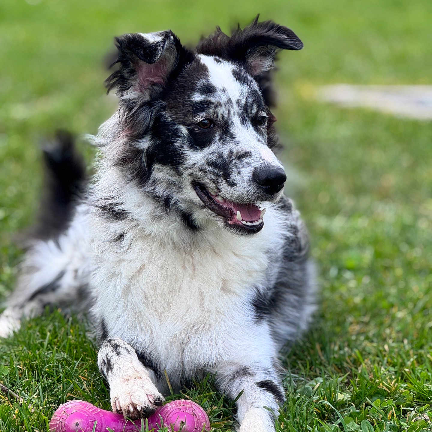 Vaïko a rejoint le concours — aidez-le/la à gagner de superbes lots ! animal, ball, canine, collie, dog, field, food, football, grass, grassland, lawn, nature, outdoors, pet, plant, puppy, sphere, sport, tennis, tennisball
