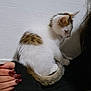 animal, black_sleeve, brown, cat, cute, feline, floor, fur, hand, indoor, kitten, maroon_nails, nails, paw, person, pet, small, tail, wall, white