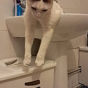 Caramel a rejoint le concours — aidez-le/la à gagner de superbes lots ! cat, bathroom, sink, laundry_basket, cleaning_product, tile_wall, curious, white_cat, indoor, pet, stretching, domestic, animal, floor, household, container, cleaning, feline, paws, relaxed