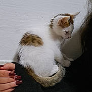 Caramel a rejoint le concours — aidez-le/la à gagner de superbes lots ! animal, black_clothing, brown, calm, cat, cute, floor, fur, hand, indoor, kitten, manicure, nails, person, pet, resting, sitting, small, wall, white