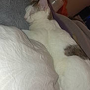 Caramel a rejoint le concours — aidez-le/la à gagner de superbes lots ! animal, bed, blanket, cat, comfort, cozy, cute, domestic, fur, gray, indoor, peaceful, pet, pillow, quiet, relaxed, resting, sleeping, soft, white