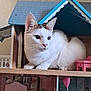 Caramel a rejoint le concours — aidez-le/la à gagner de superbes lots ! cat, white_cat, brown_markings, dollhouse, miniature_furniture, pink_chair, blue_roof, wooden_shelf, indoor, pet, animal, curious, small_furniture, toy_house, domestic_cat, whiskers, ears, paws, cute, sitting