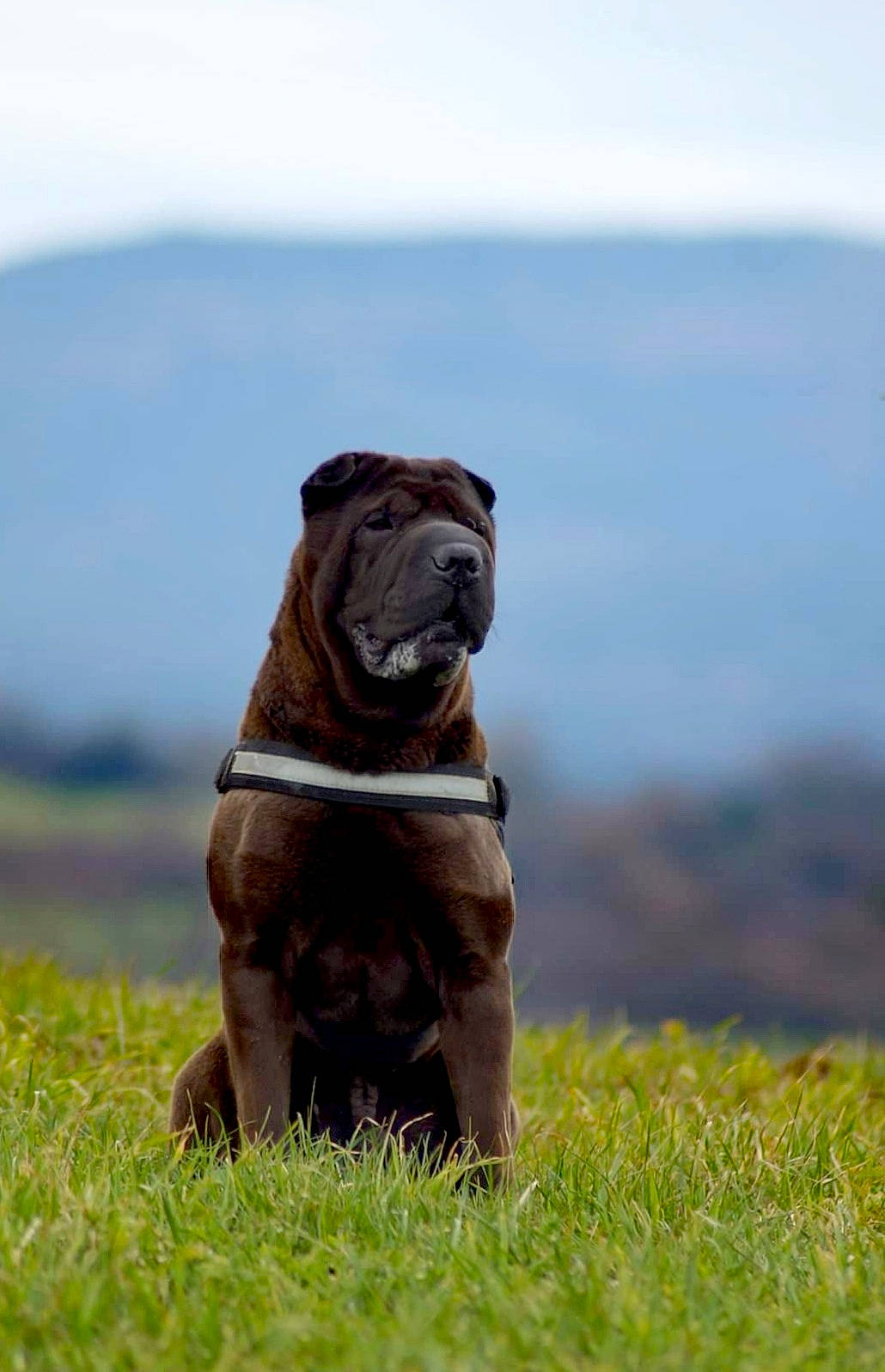 Helios participe au concours pour gagner de l'argent avec cette photo : canidae, carnivore, collar, companion_dog, dog, dog_breed, dog_collar, fawn, grass, grassland, gun_dog, liver, plant, pug, sky, snout, sporting_group, terrestrial_animal, working_animal, wrinkle