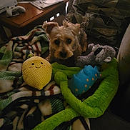 Toby joined the competition — help win amazing prizes! blanket, brown_dog, companion, couch, cozy, curious, dog, fabric, furniture, home, indoor, living_room, patterned_blanket, pet, plush_toy, relaxing, small_dog, soft_toy, stuffed_animal, toy