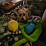 blanket, brown_dog, companion, couch, cozy, curious, dog, fabric, furniture, home, indoor, living_room, patterned_blanket, pet, plush_toy, relaxing, small_dog, soft_toy, stuffed_animal, toy