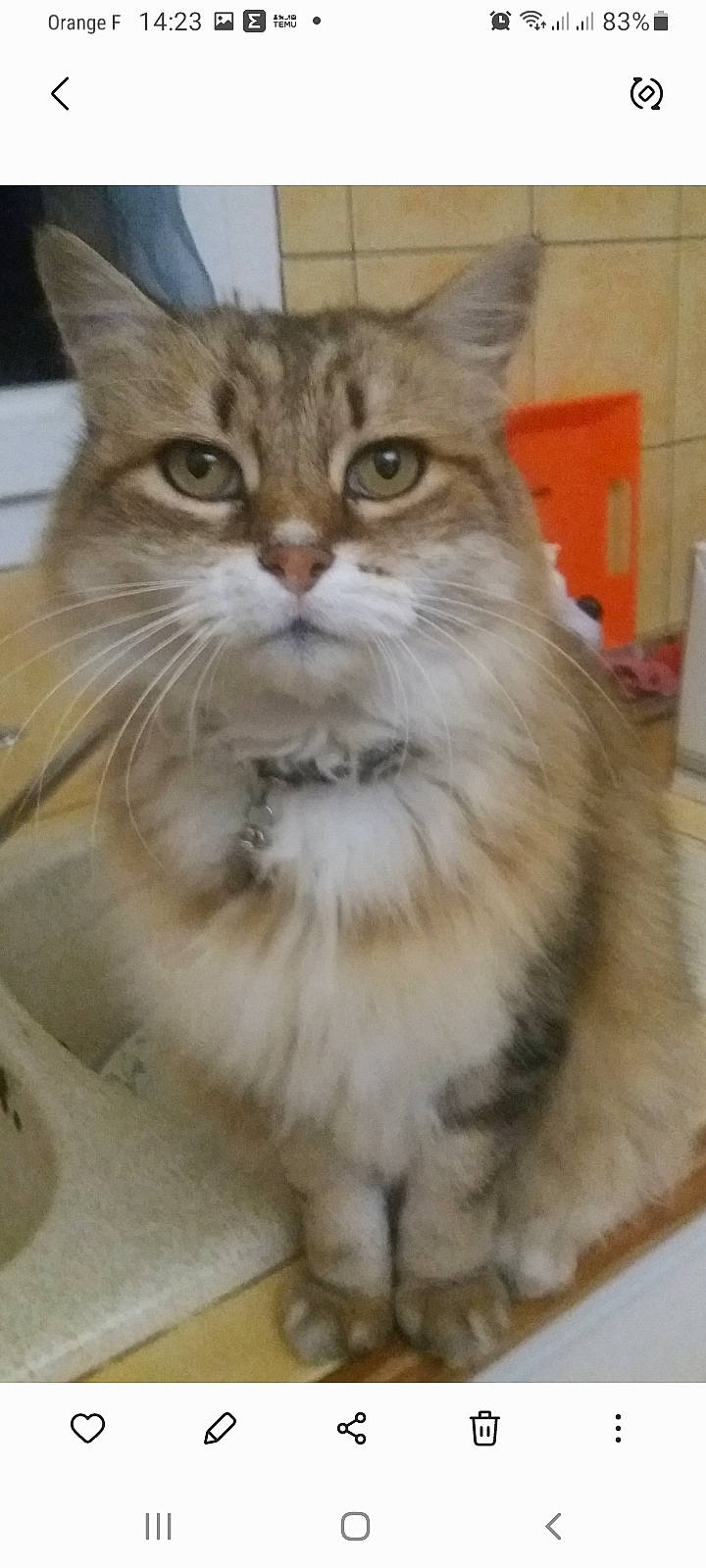 Gypsy a rejoint le concours — aidez-le/la à gagner de superbes lots ! box, carnivore, cat, domestic_short_haired_cat, fawn, felidae, fur, iris, small_to_medium_sized_cats, snout, terrestrial_animal, whiskers