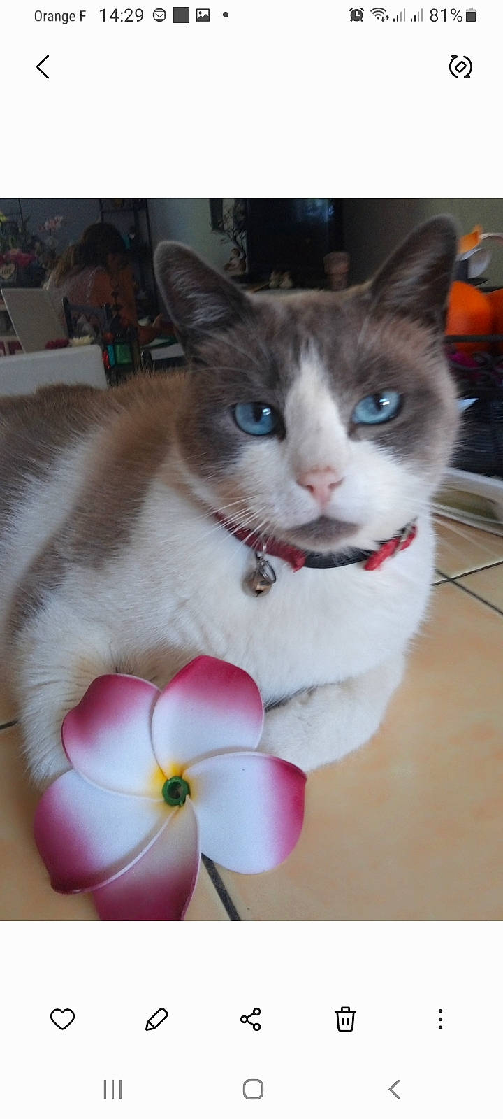 Fyl'Ou a rejoint le concours — aidez-le/la à gagner de superbes lots ! art, blossom, bow_tie, box, carnivore, cat, collar, domestic_short_haired_cat, felidae, flower, flowering_plant, fur, paw, pedicel, pet_supply, petal, plant, small_to_medium_sized_cats, tail, whiskers