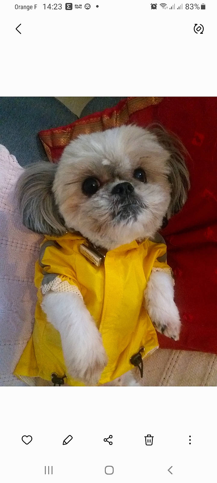 Tchoupy a rejoint le concours — aidez-le/la à gagner de superbes lots ! bow_tie, carnivore, companion_dog, dog, dog_breed, dog_clothes, dog_supply, fawn, fur, liver, pet_supply, puppy_love, shih_poo, shih_tzu, small_terrier, snout, sporting_group, terrier, toy_dog, working_animal