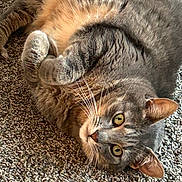 Bowie is registered to the contest to win money with this photo: animal, carpet, cat, close_up, cozy, curled_up, cute, domestic, feline, fur, indoor, laying_down, looking, mammal, paws, pet, relaxed, tabby_cat, whiskers, yellow_eyes