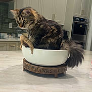 Rosey joined the competition — help win amazing prizes! cat, tabby_cat, bowl, wooden_stand, kitchen, countertop, furniture, domestic_animal, pet, curious, feline, indoor, cabinet, appliance, tail, fur, animal, home, cute, sitting