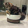 cat, tabby_cat, bowl, wooden_stand, kitchen, countertop, furniture, domestic_animal, pet, curious, feline, indoor, cabinet, appliance, tail, fur, animal, home, cute, sitting