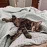cat, tabby, sleeping, bed, blanket, cozy, indoor, feline, pet, resting, fur, whiskers, paws, relaxation, domestic, cute, home, soft, comfort, animal