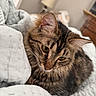 Rosey joined the competition — help win amazing prizes! cat, tabby, fluffy, pet, animal, indoor, quilt, white, fur, ears, eyes, nose, bedroom, lamp, furniture, blurred_background, cozy, resting, closeup, soft_light