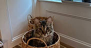 Rosey is registered to the contest to win money with this photo: animal, basket, cat, cozy, curious, domestic_cat, feline, fur, green_plants, home, indoor, looking, mischievous, natural_light, pet, plants, tabby_cat, window, wooden_countertop, woven_basket