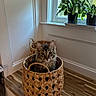 Rosey is registered to the contest to win money with this photo: cat, tabby_cat, basket, woven_basket, indoor, wooden_countertop, window, plants, green_plants, curious, mischievous, feline, pet, home, cozy, natural_light, fur, animal, domestic_cat, looking