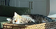 Rosey is registered to the contest to win money with this photo: cat, tabby_cat, sleeping, basket, wooden_table, sunlight, indoor, couch, green_couch, shelf, home_interior, peaceful, cozy, relaxing, furniture, pet, nap, domestic_animal, sunshine, table