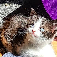 Maya participe au concours pour gagner de l'argent avec cette photo : animal, blue_eyes, cat, cute, domestic, feline, floor, fur, indoor, kitten, looking_up, pet, polka_dots, purple_fabric, shadow, small, sunlight, texture, whiskers, young