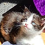 animal, blue_eyes, cat, cute, domestic, feline, floor, fur, indoor, kitten, looking_up, pet, polka_dots, purple_fabric, shadow, small, sunlight, texture, whiskers, young