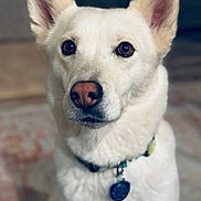 Miss Gracie is registered to the contest to win money with this photo: animal, attentive, background, brown_eyes, close_up, collar, dog, domestic_animal, ears, floor, fur, indoor, looking, mammal, pet, portrait, rug, sitting, tag, white_dog