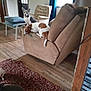 Sammy joined the competition — help win amazing prizes! dog, indoor, living_room, recliner, rug, wood_floor, chair, window, curtains, furniture, pet, brown, white, black, relaxing, small_dog, multiple_dogs, home, cozy, resting