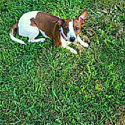 Sammy joined the competition — help win amazing prizes! dog, grass, outdoor, pet, brown, white, collar, animal, nature, canine, laying, green, field, ears, fur, cute, watching, alert, daylight, playful