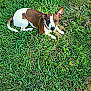 dog, grass, outdoor, pet, brown, white, collar, animal, nature, canine, laying, green, field, ears, fur, cute, watching, alert, daylight, playful
