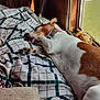 Sammy joined the competition — help win amazing prizes! dog, sleeping, bed, paw, window, collar, indoor, resting, white, brown, fur, sunlight, blanket, pattern, quiet, cozy, relaxed, pet, napping, home