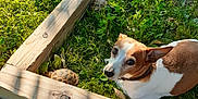 Sammy is registered to the contest to win money with this photo: dog, tortoise, grass, wood, outdoor, pet, animal, nature, greenery, sunlight, collar, leaf, wooden_frame, looking_up, small_animal, slow_movement, curious, ground, daylight, closeup