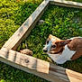 dog, tortoise, grass, wood, outdoor, pet, animal, nature, greenery, sunlight, collar, leaf, wooden_frame, looking_up, small_animal, slow_movement, curious, ground, daylight, closeup