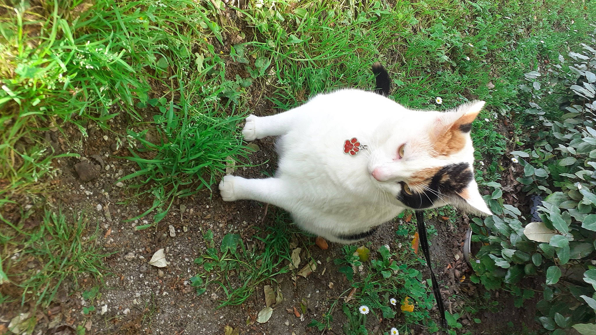 Rolex a rejoint le concours — aidez-le/la à gagner de superbes lots ! carnivore, cat, dog_breed, domestic_short_haired_cat, felidae, fur, grass, groundcover, herbaceous_plant, pasture, plant, small_to_medium_sized_cats, sporting_group, tail, terrestrial_animal, whiskers