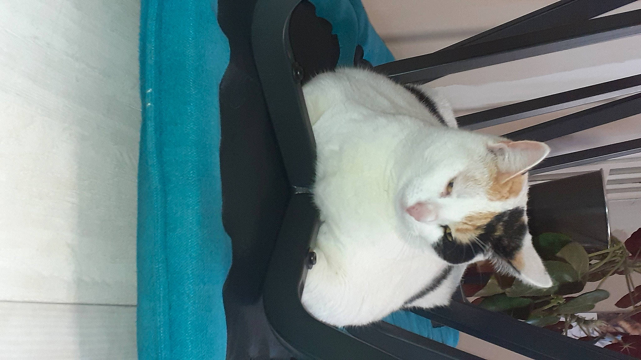 Rolex participe au concours pour gagner de l'argent avec cette photo : canidae, carnivore, cat, collar, comfort, domestic_short_haired_cat, electric_blue, fang, felidae, fur, paw, small_to_medium_sized_cats, snout, tail, whiskers