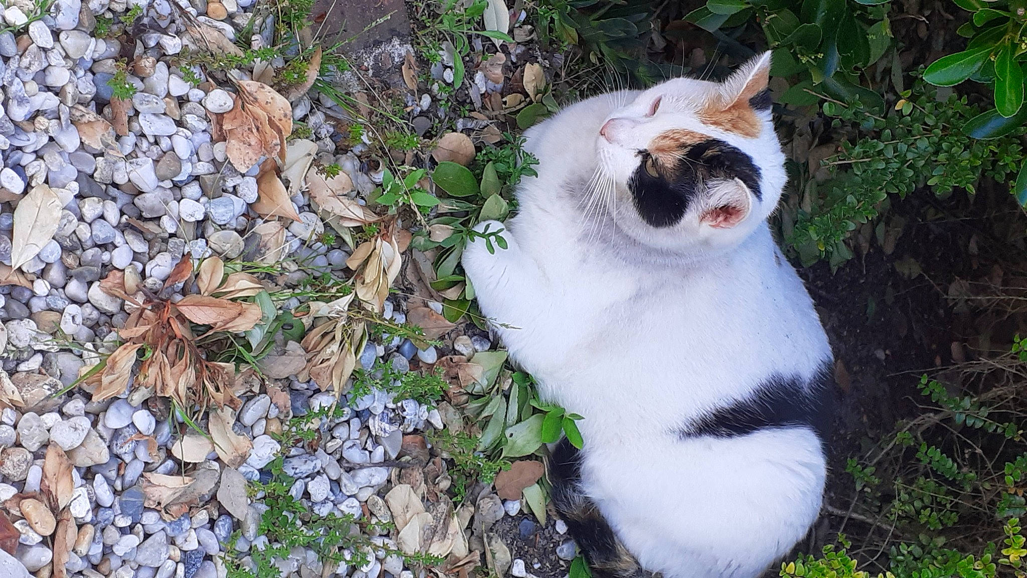 Rolex participe au concours pour gagner de l'argent avec cette photo : carnivore, cat, domestic_short_haired_cat, eye, fawn, felidae, fur, grass, groundcover, herb, herbaceous_plant, plant, road_surface, small_to_medium_sized_cats, snout, tail, terrestrial_animal, tree, whiskers, wildlife