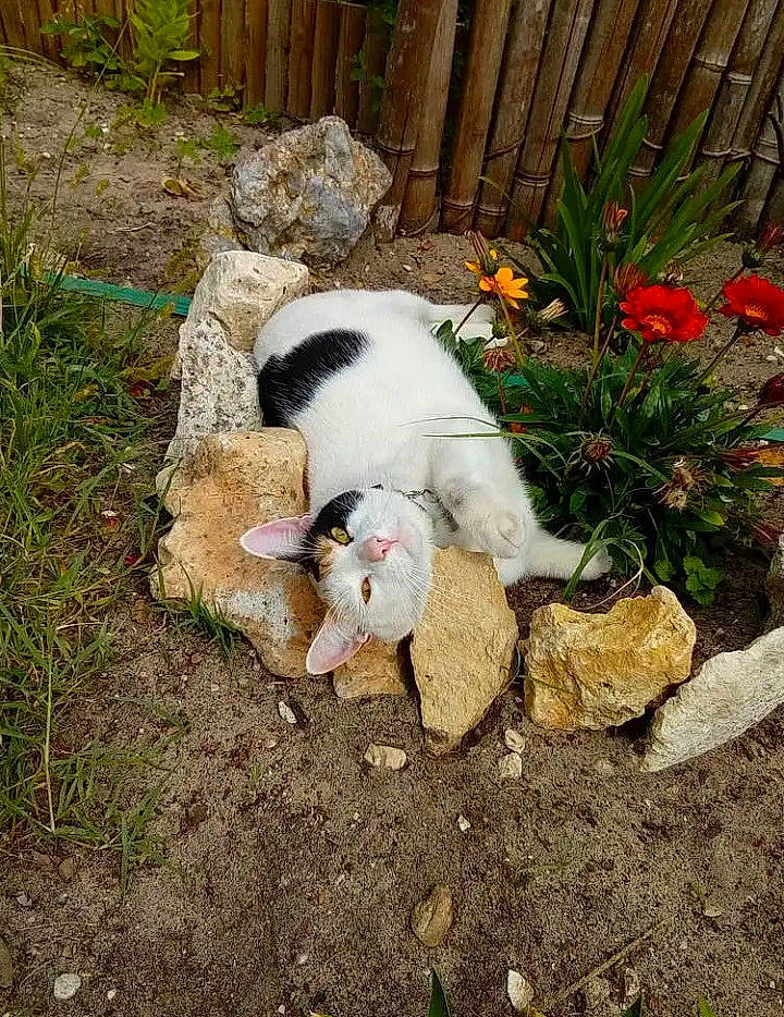 Rolex participe au concours pour gagner de l'argent avec cette photo : annual_plant, canidae, carnivore, companion_dog, dog, dog_breed, fawn, flower, fur, grass, groundcover, herbaceous_plant, landscape, plant, shrub, soil, sporting_group, tail, toy, vertebrate