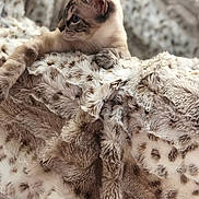 Olympe participe au concours pour gagner de l'argent avec cette photo : bengal, cat, cat_like_mammal, fur, kitten, small_to_medium_sized_cats, snout, whiskers