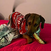 Cinnamon is registered to the contest to win money with this photo: dog, sweater, bone, bed, blanket, indoor, pet, chewing, red, brown, quilted, pink, cozy, animal, canine, fur, paw, tail, blanket_pattern, wall