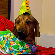 Cinnamon is registered to the contest to win money with this photo: animal, birthday_cake, brown_dog, celebration, colorful_clothing, cute, dog, domestic_animal, face, festive, indoor, looking_away, party_hat, pet, portrait, red_blanket, service_dog_tag, table, tropical_pattern, wooden_wall