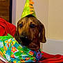 Cinnamon is registered to the contest to win money with this photo: dog, party_hat, birthday_cake, colorful_clothing, service_dog_tag, indoor, pet, celebration, brown_dog, tropical_pattern, red_blanket, wooden_wall, table, festive, animal, cute, portrait, face, looking_away, domestic_animal