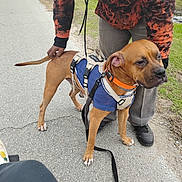 Brody is registered to the contest to win money with this photo: dog, canine, pet, blue_sweater, harness, leash, sidewalk, person, hand, orange_hoodie, black_shoes, grass, outdoor, walking, pavement, tail, brown_dog, casual, street, daytime