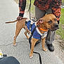 dog, canine, pet, blue_sweater, harness, leash, sidewalk, person, hand, orange_hoodie, black_shoes, grass, outdoor, walking, pavement, tail, brown_dog, casual, street, daytime