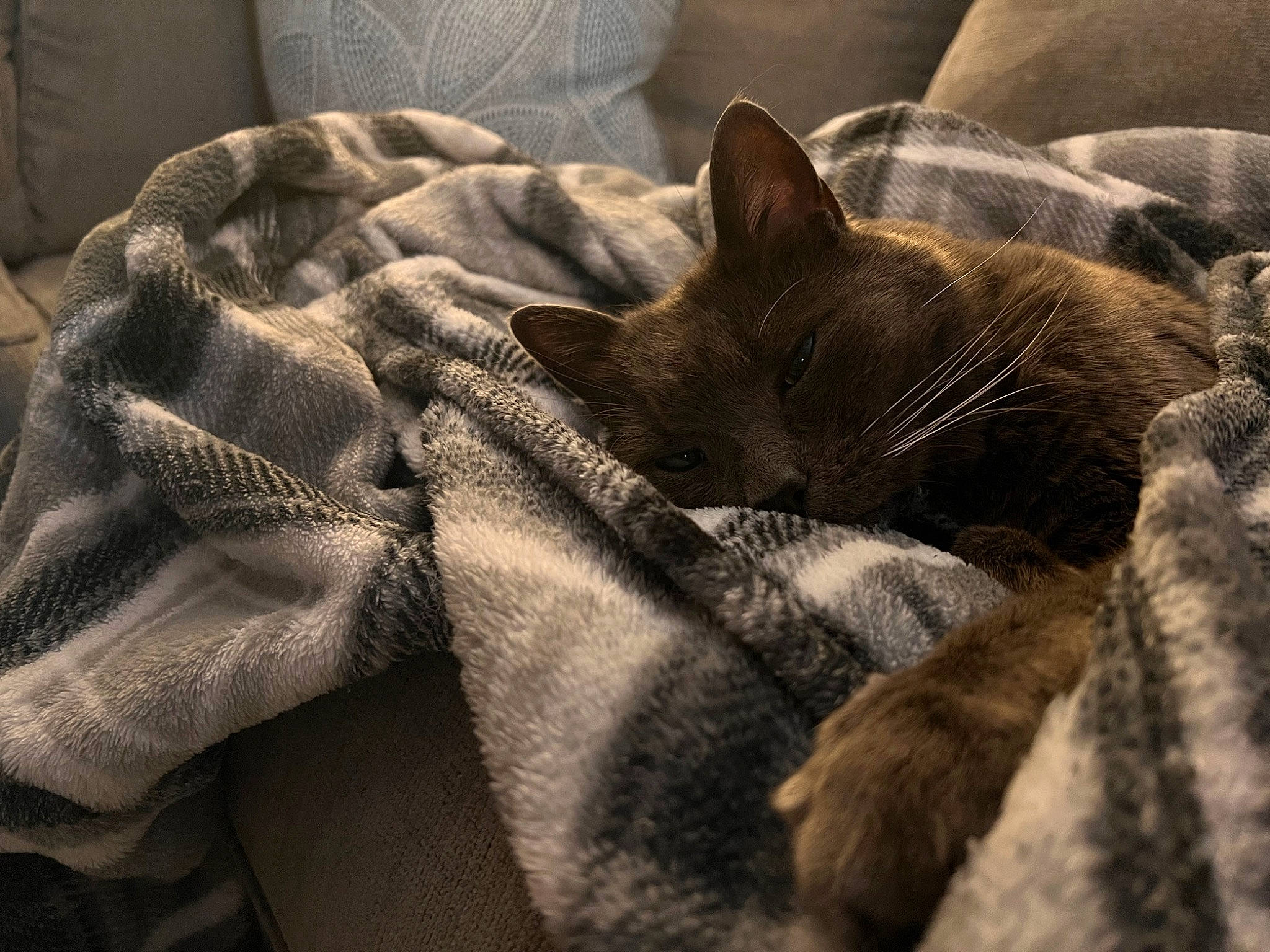 Gus Gus is registered to the contest to win money with this photo: bed, bedding, brown, carnivore, cat, comfort, domestic_short_haired_cat, fawn, felidae, fur, grey, linens, nap, paw, sleep, small_to_medium_sized_cats, snout, tail, whiskers, wood