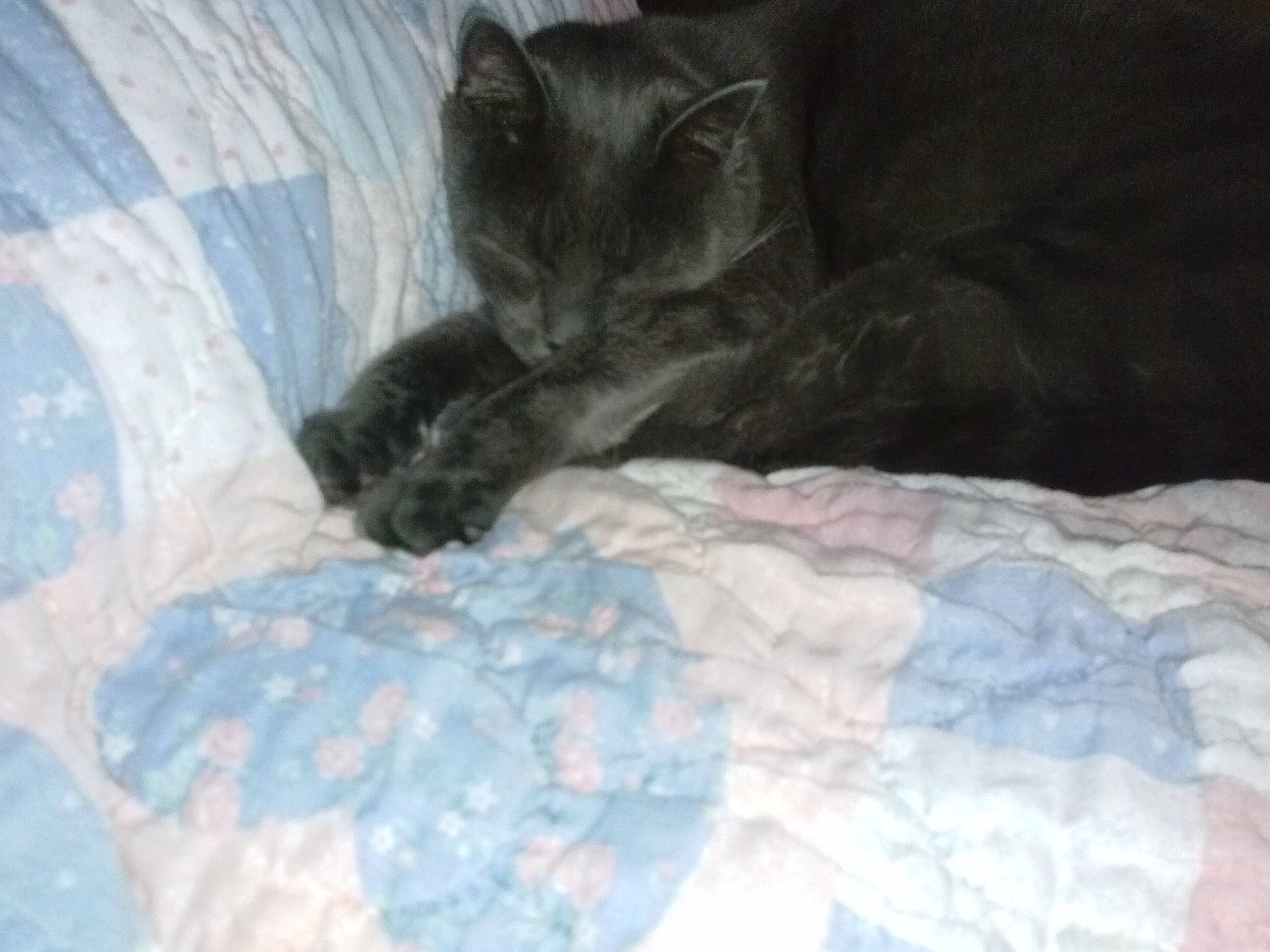 Gus Gus joined the competition — help win amazing prizes! bed, bedding, carnivore, cat, claw, comfort, domestic_short_haired_cat, electric_blue, felidae, fur, linens, pattern, paw, room, small_to_medium_sized_cats, tail, terrestrial_animal, textile, whiskers