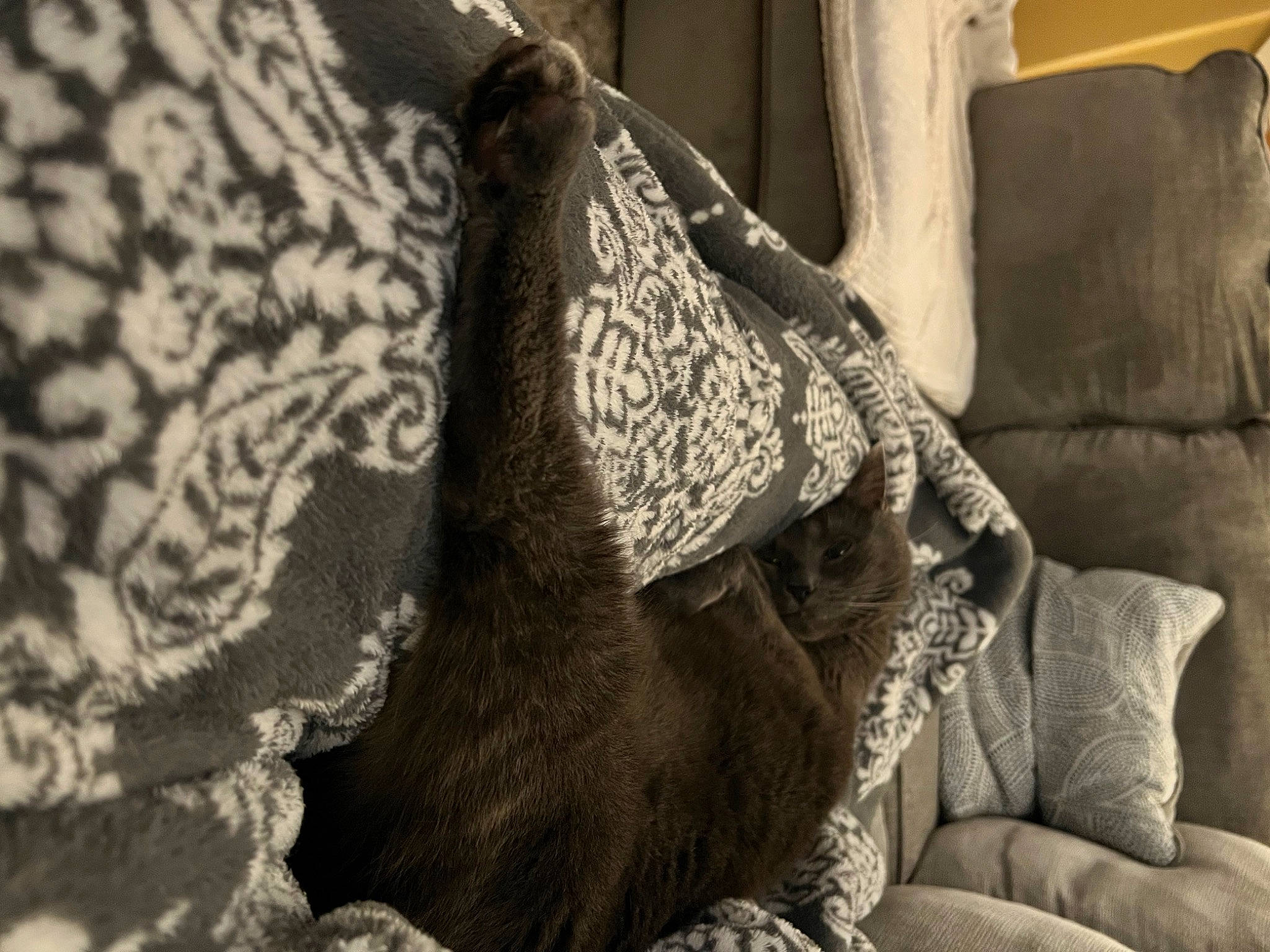 Gus Gus joined the competition — help win amazing prizes! art, comfort, couch, embellishment, fur, human_leg, linens, monochrome, monochrome_photography, motif, pattern, room, sleeve, style, textile, tints_and_shades, wall, window, wood, wool