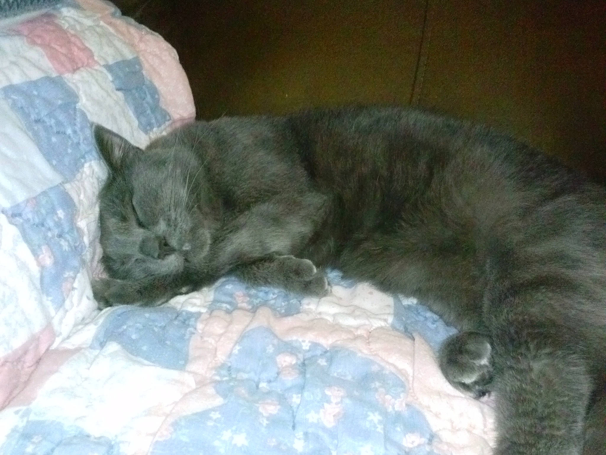 Gus Gus joined the competition — help win amazing prizes! bed, black_cat, carnivore, cat, cat_supply, claw, comfort, dog_breed, domestic_short_haired_cat, felidae, fur, grey, liver, nap, paw, russian_blue, small_to_medium_sized_cats, tail, terrestrial_animal, whiskers