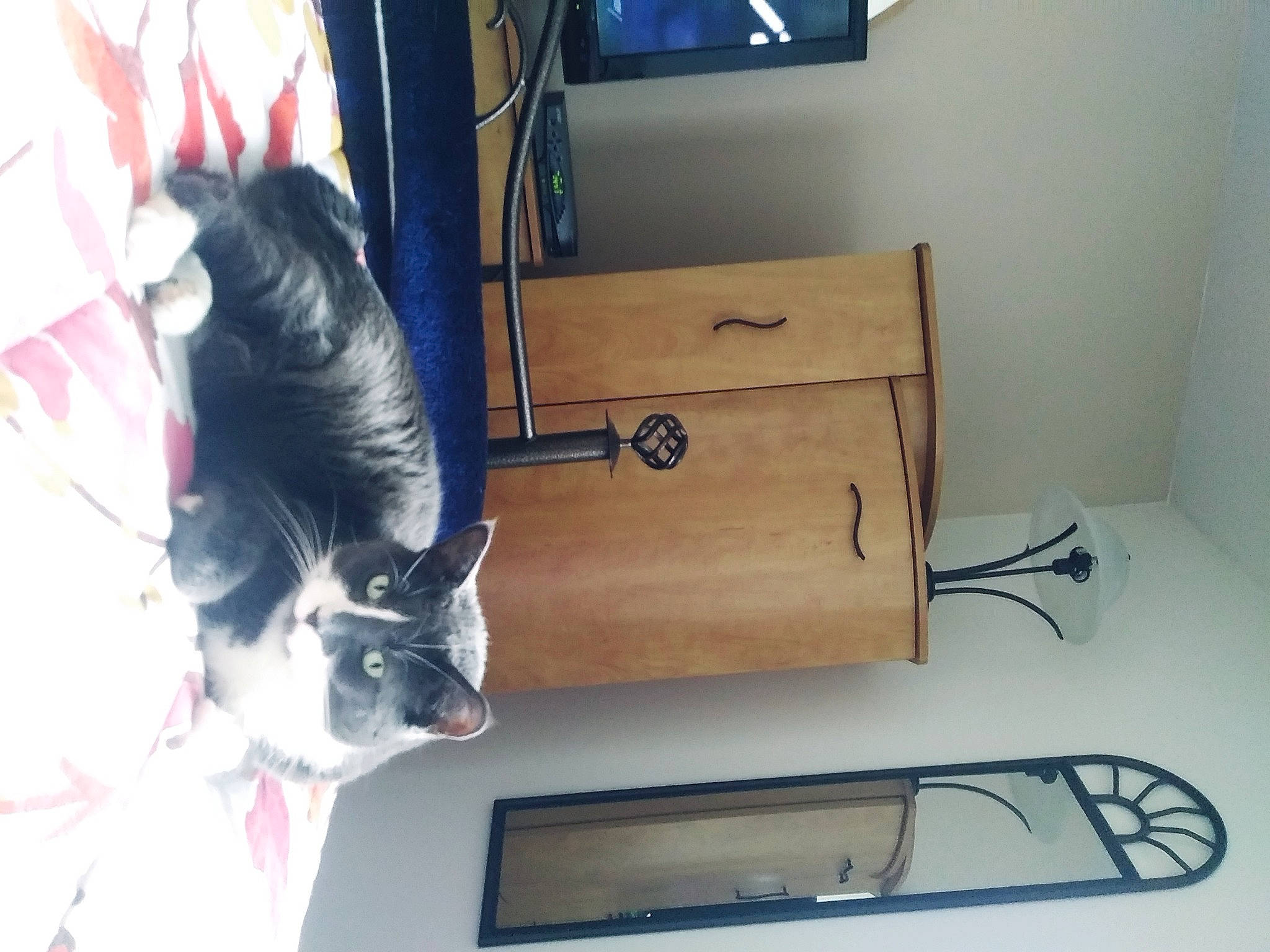 Diane Peloquin is registered to the contest to win money with this photo: cabinetry, carnivore, cat, comfort, computer_desk, desk, felidae, flooring, fur, gadget, hardwood, house, picture_frame, room, shelving, small_to_medium_sized_cats, table, tail, whiskers, wood