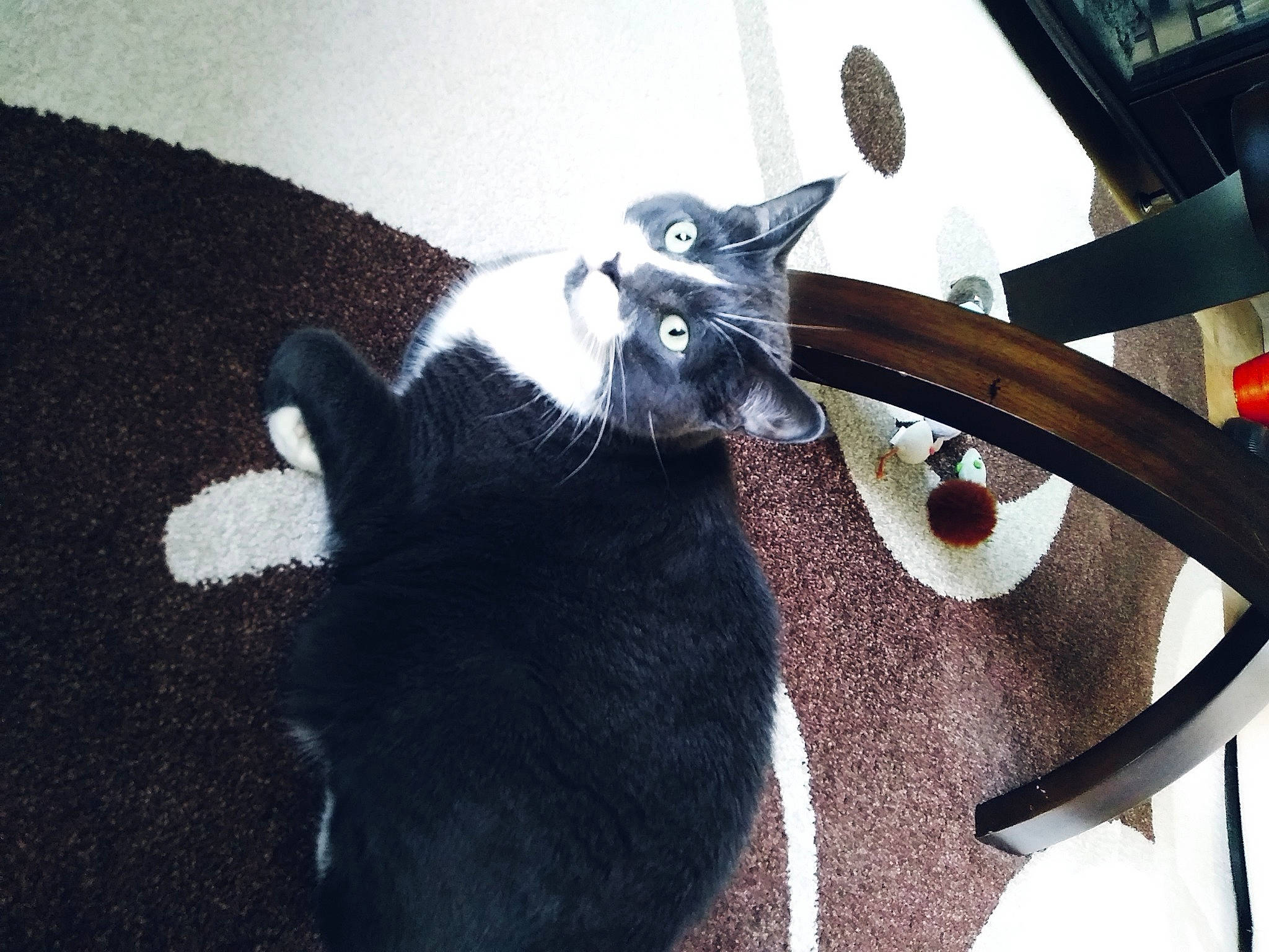 Diane Peloquin joined the competition — help win amazing prizes! automotive_tire, black_cat, canidae, carnivore, cat, claw, comfort, dog_breed, domestic_short_haired_cat, felidae, fender, fur, mammal, metal, paw, rim, small_to_medium_sized_cats, tail, vertebrate, whiskers