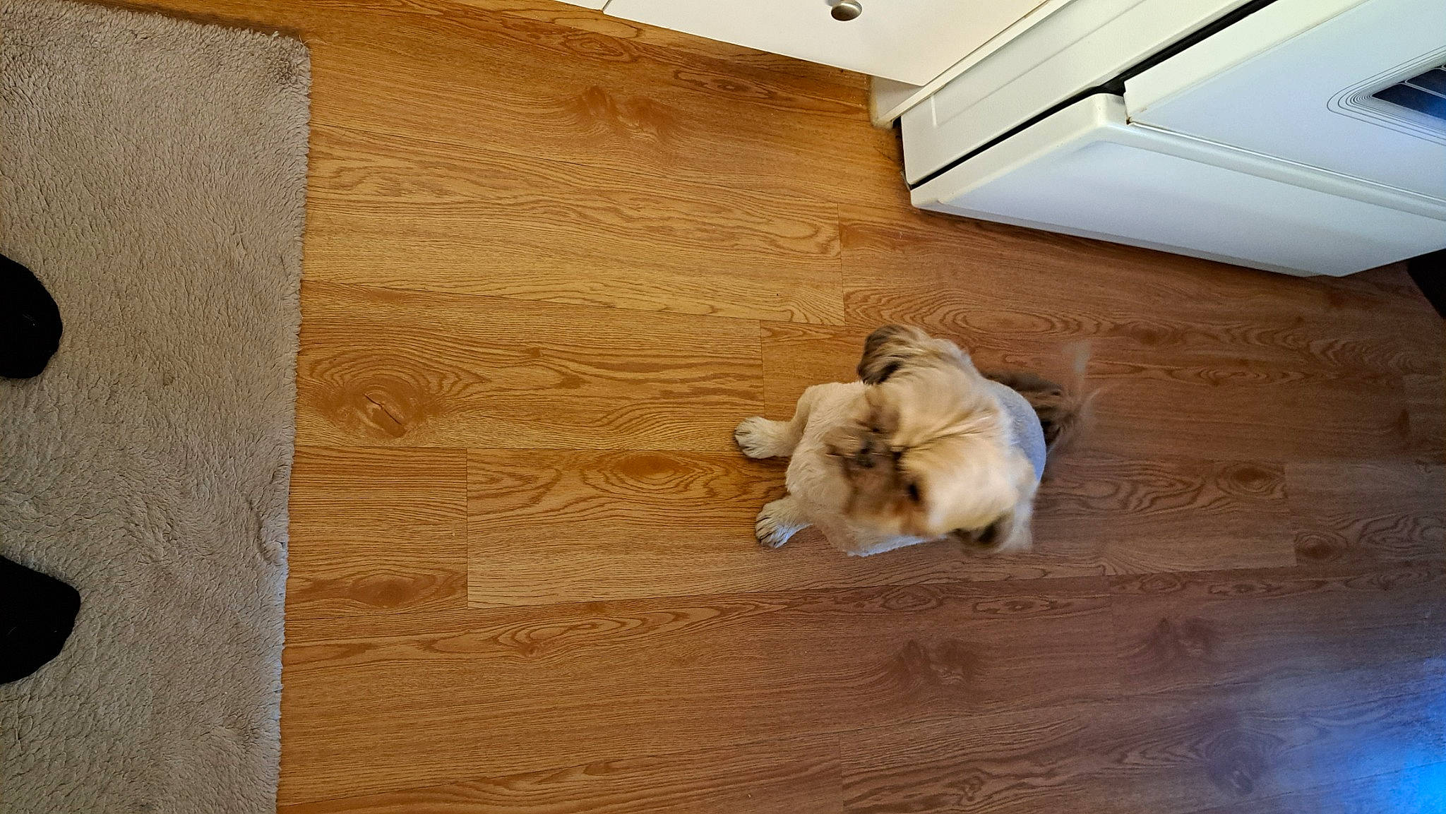 Guismo a rejoint le concours — aidez-le/la à gagner de superbes lots ! carnivore, companion_dog, dog, dog_breed, fawn, felidae, floor, flooring, hardwood, house, laminate_flooring, plank, plywood, rectangle, tail, toy_dog, varnish, wood, wood_flooring, wood_stain