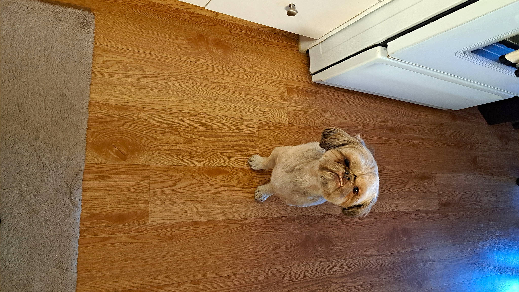 Guismo participe au concours pour gagner de l'argent avec cette photo : art, beige, building, ceiling, felidae, floor, flooring, hardwood, house, laminate_flooring, lumber, plank, plywood, room, sculpture, toy, varnish, wood, wood_flooring, wood_stain