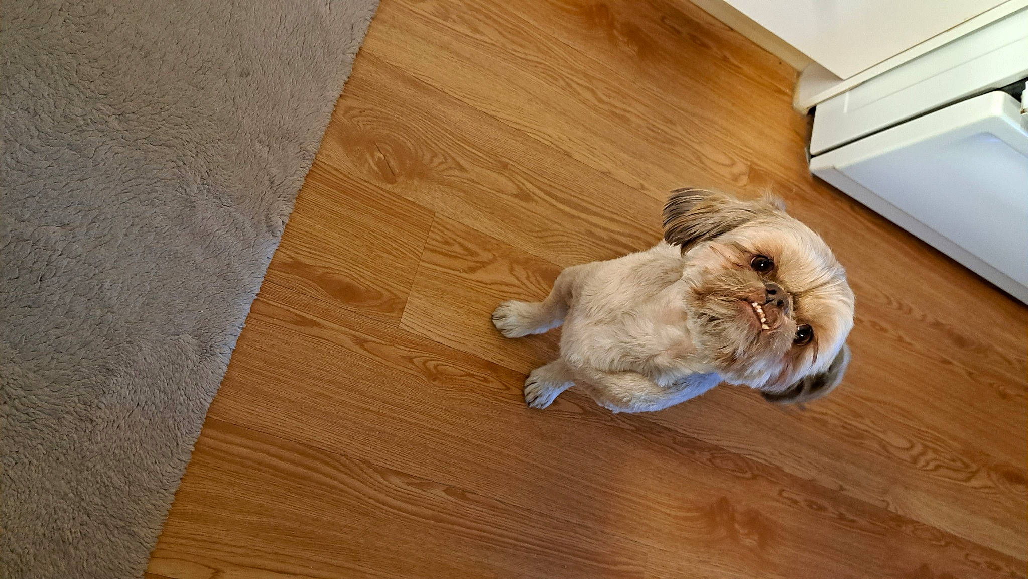 Guismo participe au concours pour gagner de l'argent avec cette photo : carnivore, companion_dog, dog, dog_breed, fawn, felidae, flooring, hardwood, laminate_flooring, liver, plank, small_to_medium_sized_cats, snout, tail, toy_dog, varnish, whiskers, wood, wood_flooring, wood_stain